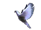 Bird Right